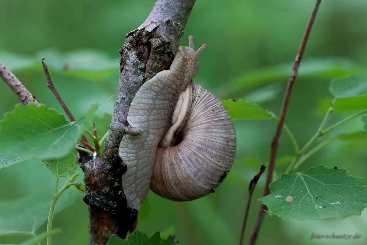 Gemeine Baumschnecke