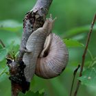 Gemeine Baumschnecke