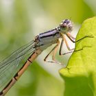 Gemeine Becherjngfer.( Kleinlibelle.)