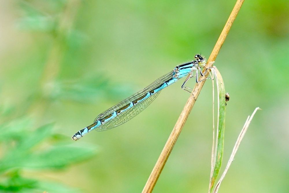 Gemeine Becherjungfer Foto & Bild tiere, wildlife, libellen Bilder