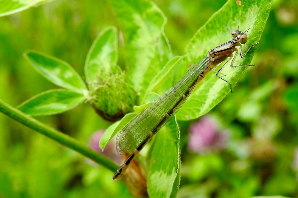 Gemeine Becherjungfer (Ellanagma cyathigerum)