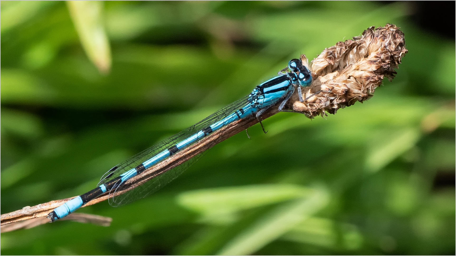 Gemeine Becherjungfer - Enallagma ciathigerum -