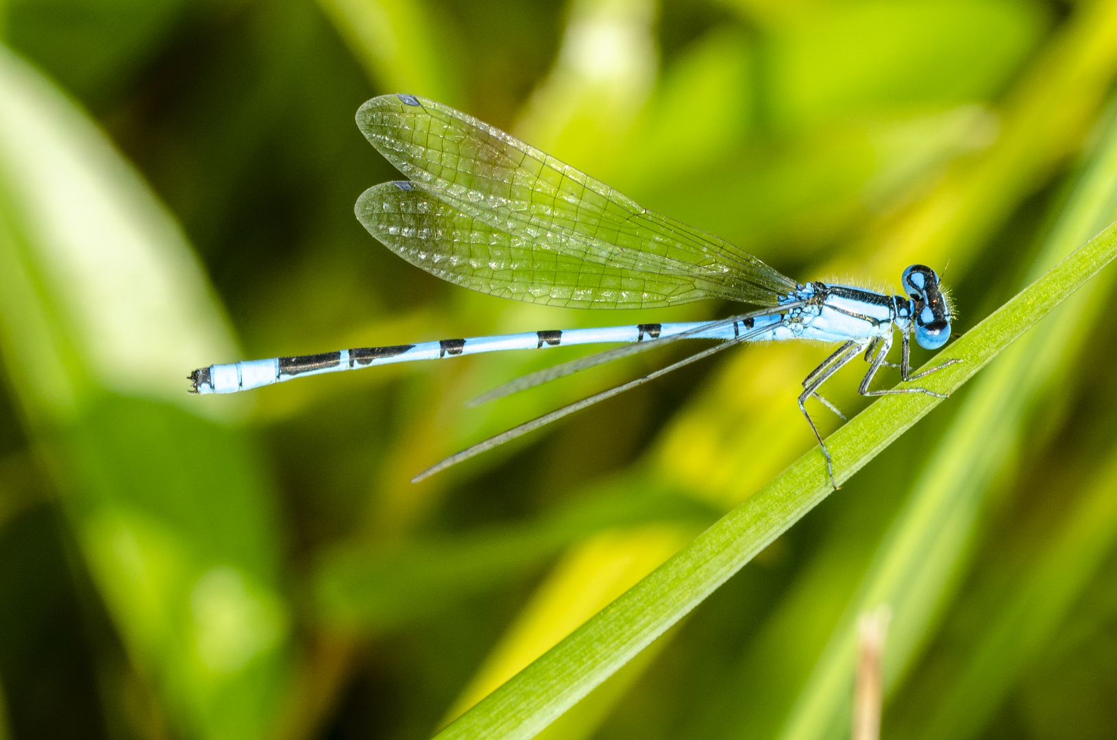 Gemeine Becherjungfer (Enallagma cyathigerum)