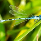 Gemeine Becherjungfer (Enallagma cyathigerum)