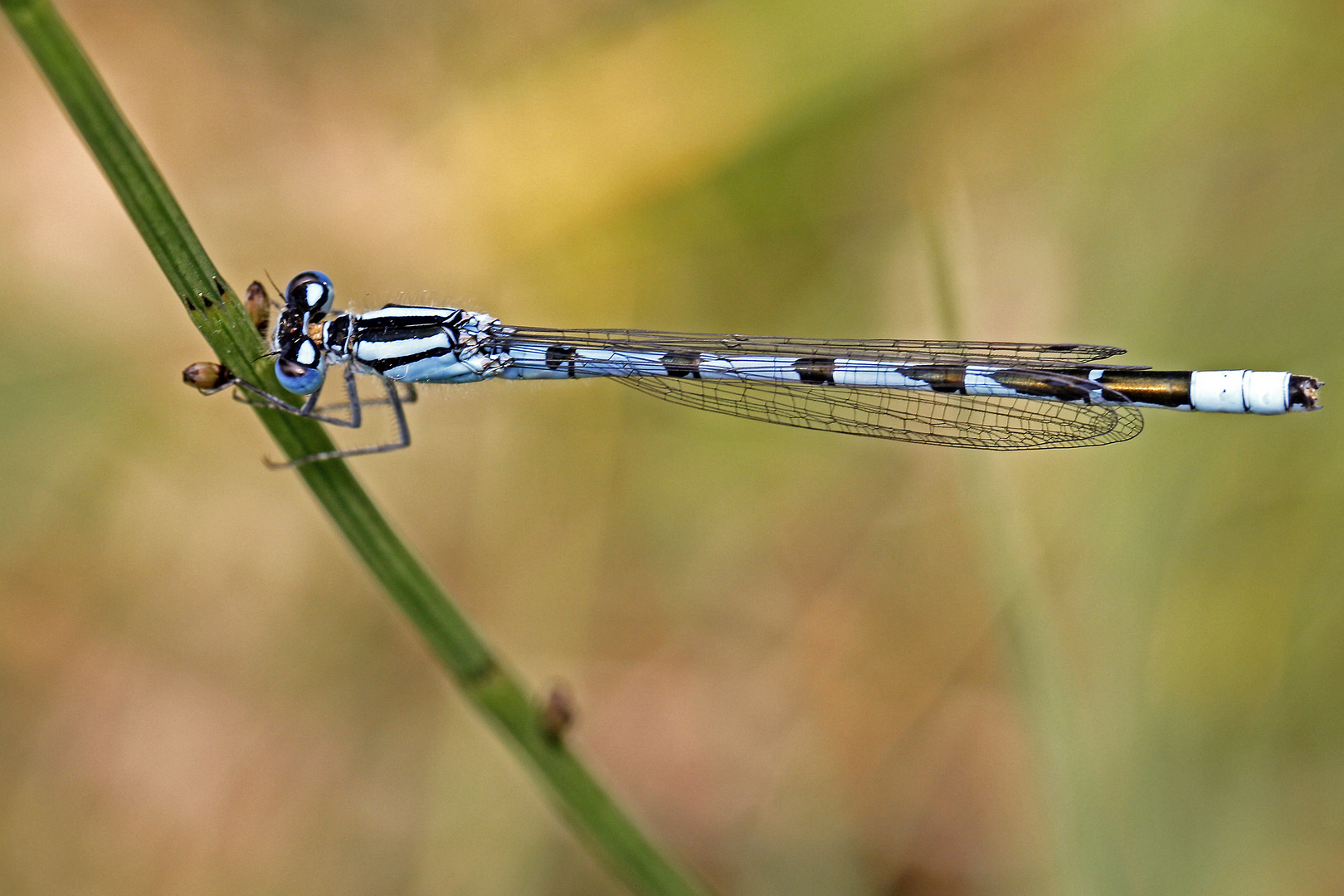 Gemeine Becherjungfer (Enallagma cyathigerum)