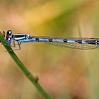 Gemeine Becherjungfer (Enallagma cyathigerum)