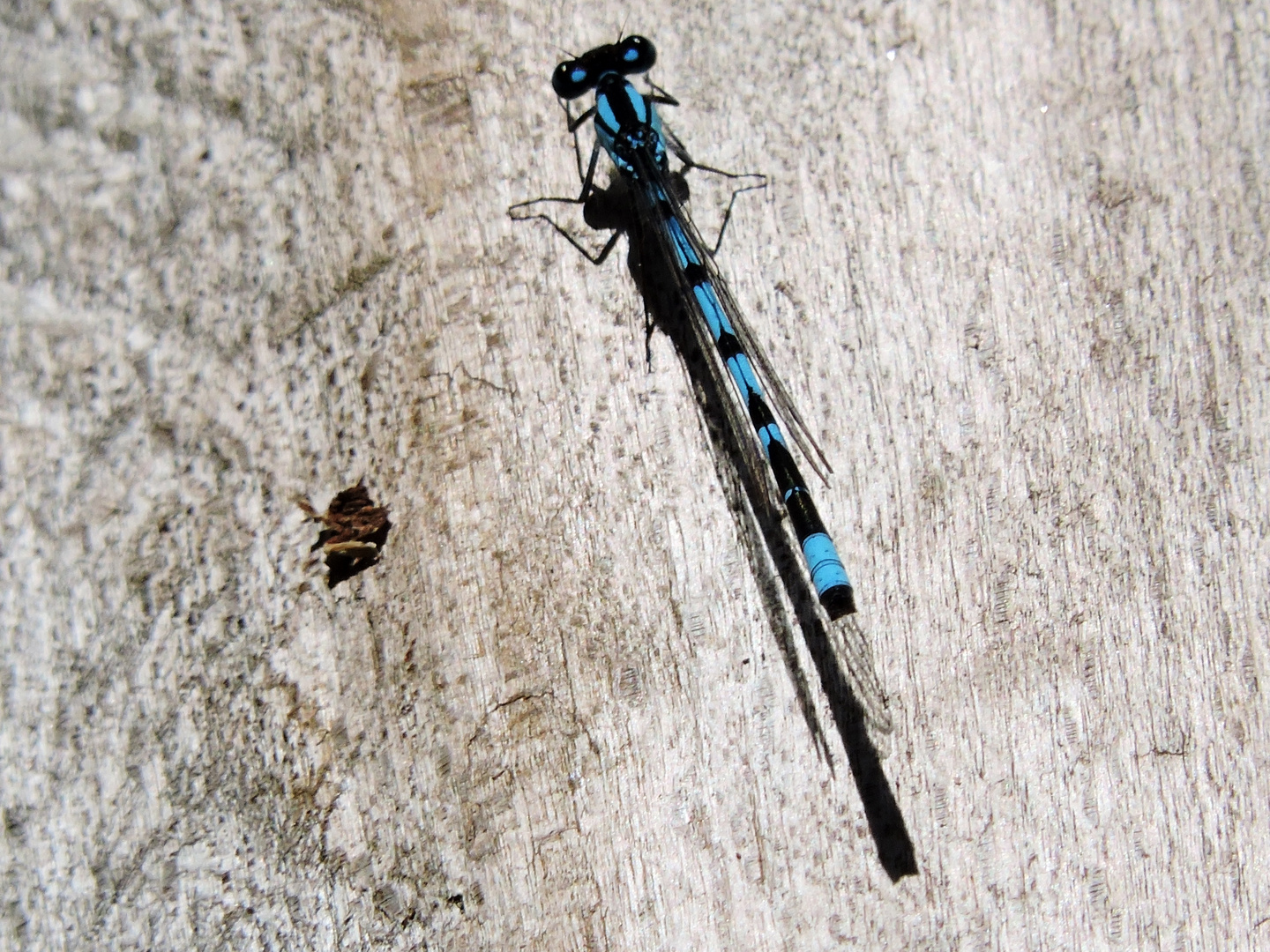 Gemeine Becherjungfer (Enallagma cyathigerum)