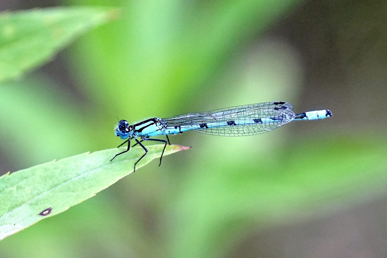 Gemeine Becherjungfer (Enallagma cyathigerum)