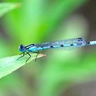 Gemeine Becherjungfer (Enallagma cyathigerum)