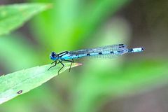 Gemeine Becherjungfer (Enallagma cyathigerum)