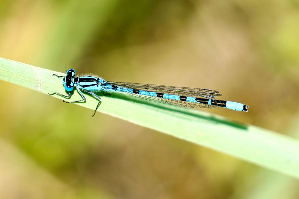 Gemeine Becherjungfer (Enallagma cyathigerum)