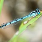 Gemeine Becherjungfer (Enallagma cyathigerum)