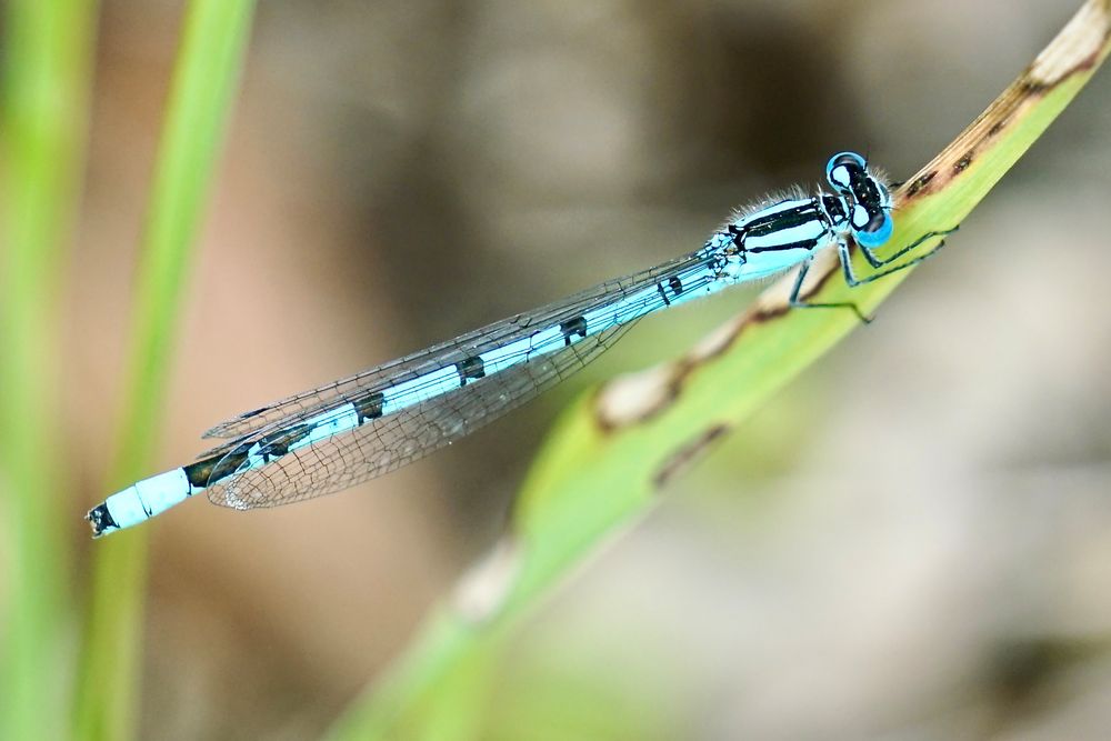 Gemeine Becherjungfer (Enallagma cyathigerum)