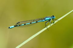 Gemeine Becherjungfer (Enallagma cyathigerum)