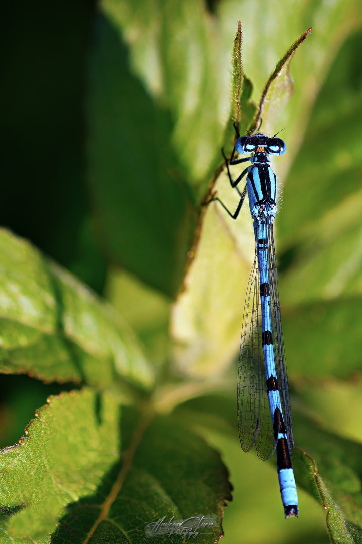 Gemeine Becherjungfer (Enallagma cyathigerum)