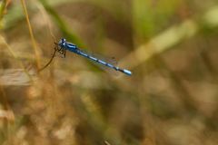 Gemeine Becherjungfer (Enallagma cyathigerum)