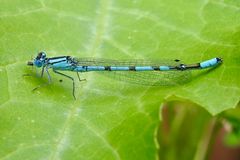 Gemeine Becherjungfer (Enallagma cyathigerum)