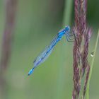 Gemeine Becherjungfer (Enallagma cyathigerum) 