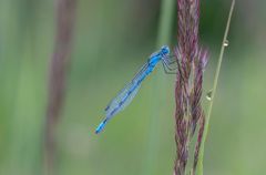 Gemeine Becherjungfer (Enallagma cyathigerum) 