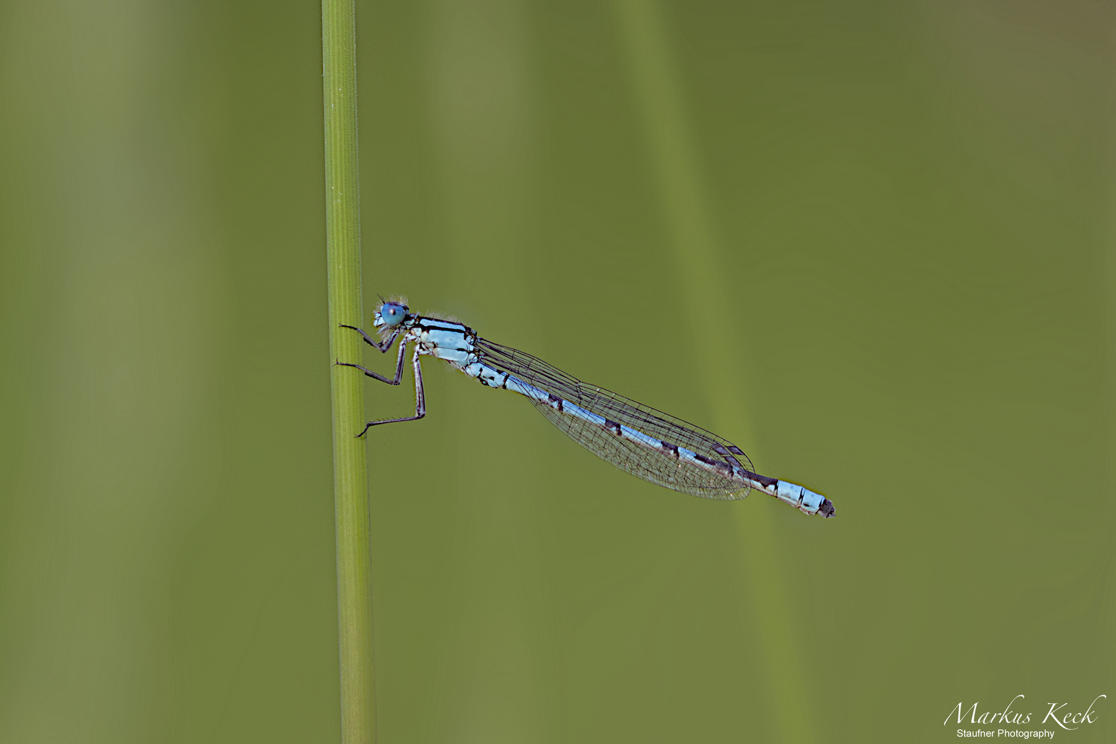 Gemeine Becherjungfer Enallagma cyathigerum Foto & Bild tiere