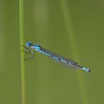 Gemeine Becherjungfer – Enallagma cyathigerum