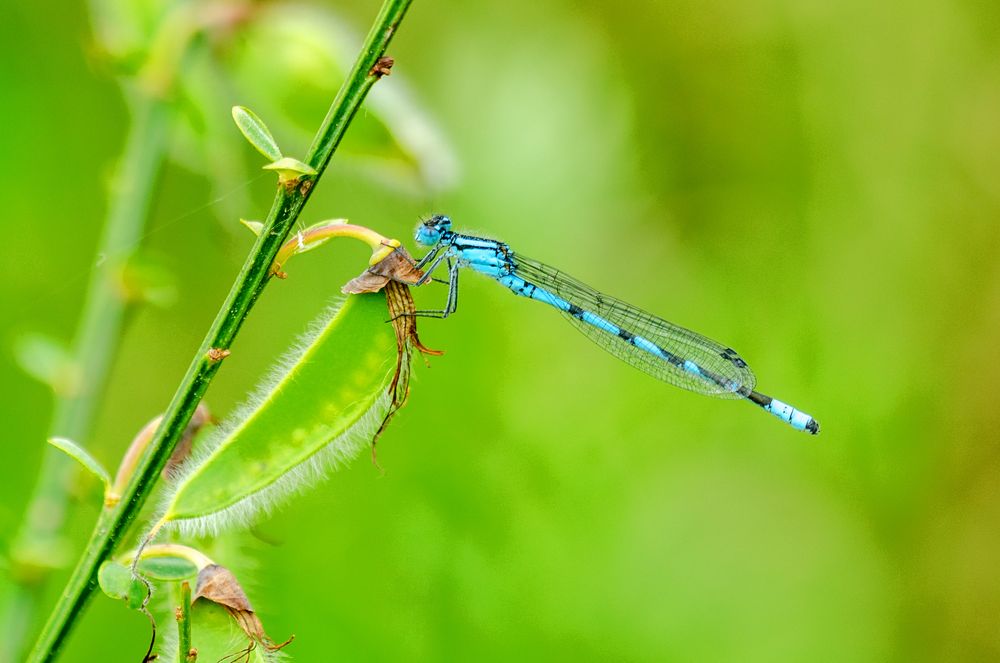 Gemeine Becherjungfer (Enallagma cyathigerum)