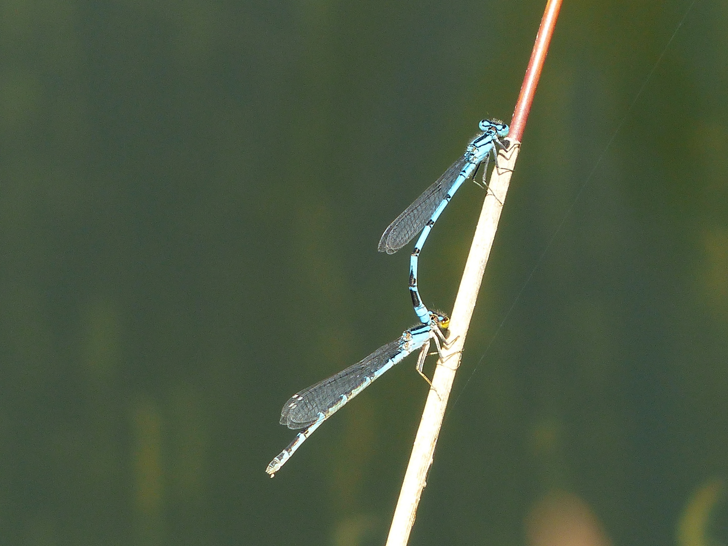 Gemeine Becherjungfer (Enallagma cyathigerum)