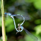 Gemeine Becherjungfer (Enallagma cyathigerum)