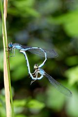 Gemeine Becherjungfer (Enallagma cyathigerum)