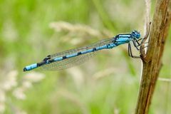 Gemeine Becherjungfer (Enallagma cyathigerum)