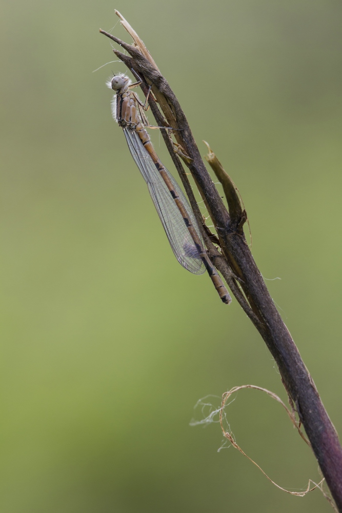 Gemeine Becherjungfer (Enallagma cyathigerum)