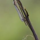 Gemeine Becherjungfer (Enallagma cyathigerum)