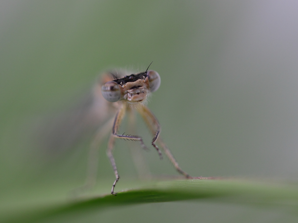 Gemeine Becherjungfer - Enallagma cyathigerum