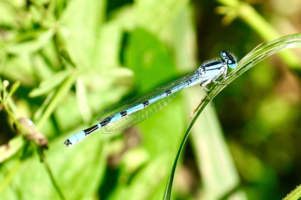 Gemeine Becherjungfer (Enallagma cyathigerum) 