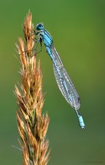 Gemeine Becherjungfer (Enallagma cyathigerum)