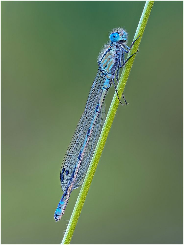 gemeine becherjungfer (enallagma cyathigerum). ...