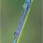 gemeine becherjungfer (enallagma cyathigerum). ...