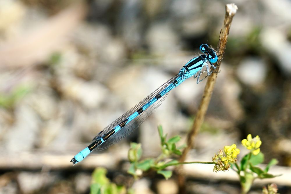 Gemeine Becherjungfer (Enallagma cyathigerum)