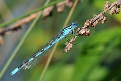 Gemeine Becherjungfer – Enallagma cyathigerum