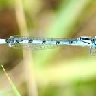 Gemeine Becherjungfer (Enallagma cyathigerum)