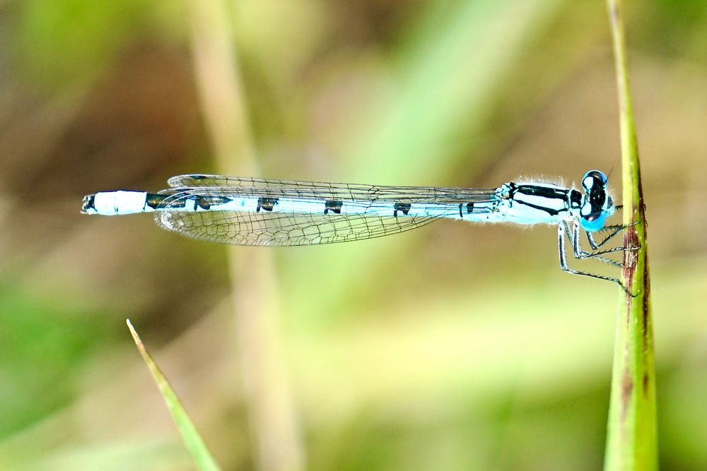 Gemeine Becherjungfer (Enallagma cyathigerum)