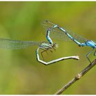 Gemeine Becherjungfer (Enallagma cyathigerum)