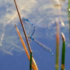 Gemeine Becherjungfer (Enallagma cyathigerum)