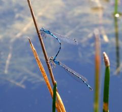 Gemeine Becherjungfer (Enallagma cyathigerum)