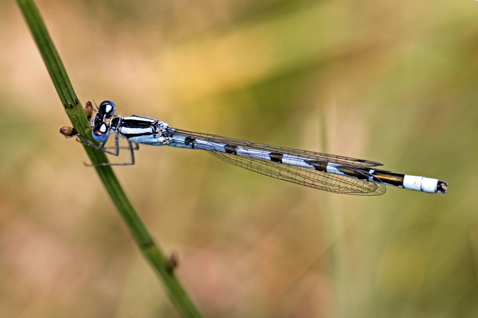 Gemeine Becherjungfer (Enallagma cyathigerum)