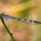 Gemeine Becherjungfer (Enallagma cyathigerum)