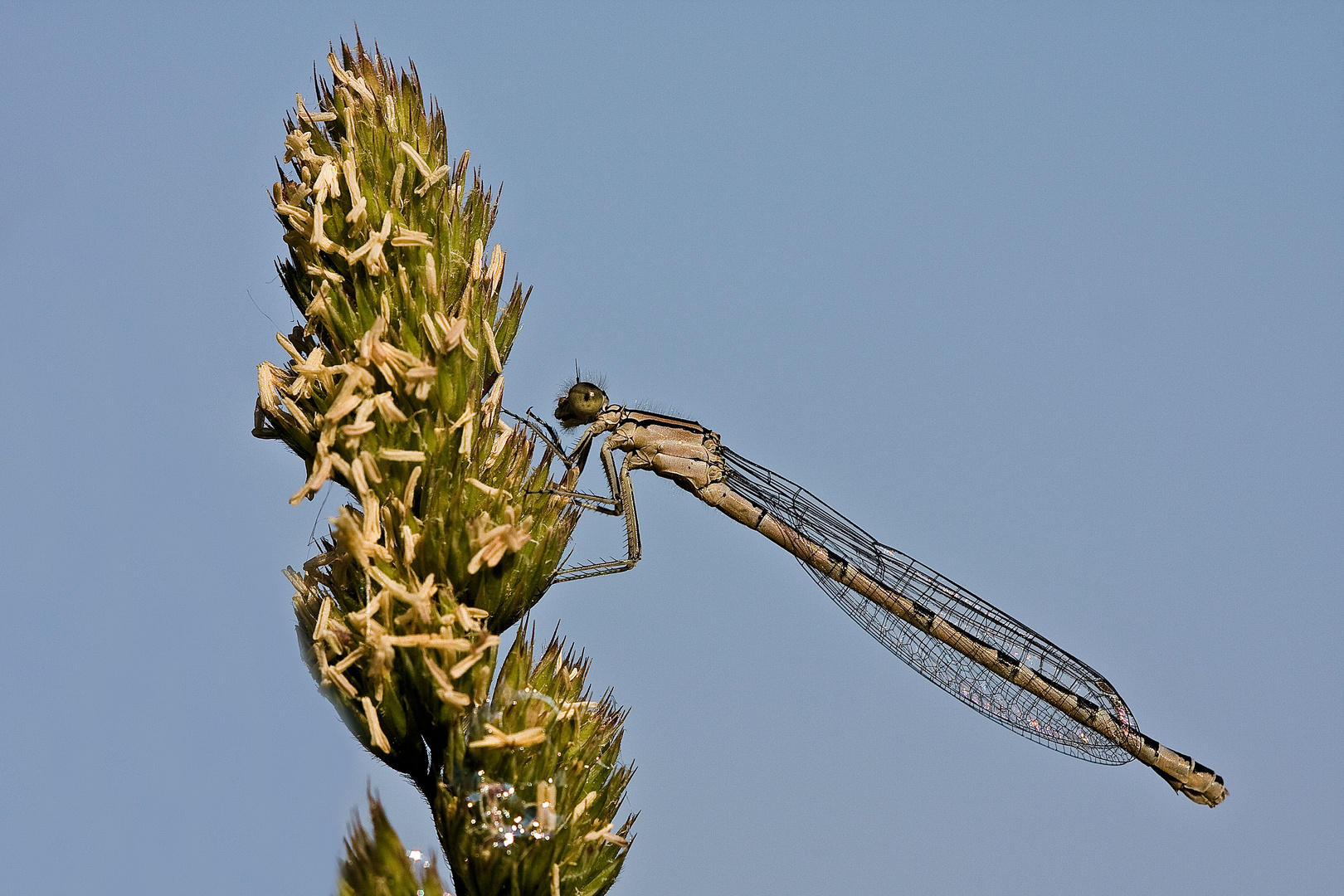 Gemeine Becherjungfer (Enallagma cyathigerum), früher auch als Becher-Azurjungfer bezeichnet