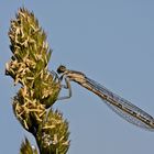 Gemeine Becherjungfer (Enallagma cyathigerum), früher auch als Becher-Azurjungfer bezeichnet