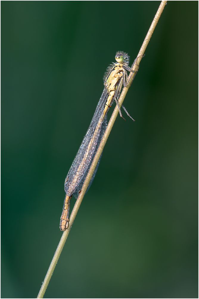 Gemeine Becherjungfer (Enallagma cyathigerum) I/15