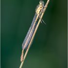 Gemeine Becherjungfer (Enallagma cyathigerum) I/15